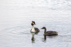swimming Great Crested Grebe
