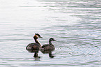 swimming Great Crested Grebe