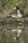 Great Crested Grebe