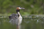 Great Crested Grebes