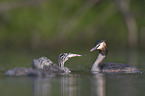 Great Crested Grebes
