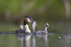 Great Crested Grebes