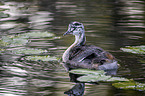 swimming Great Crested Grebe