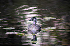 swimming Great Crested Grebe