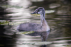 swimming Great Crested Grebe