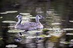 swimming Great Crested Grebes