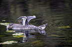 swimming Great Crested Grebe