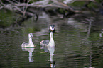 swimming Great Crested Grebes