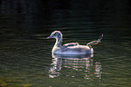 swimming Great Crested Grebe