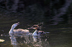 swimming Great Crested Grebes