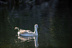 swimming Great Crested Grebe