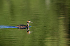 swimming Great Crested Grebe