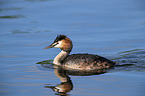 swimming Great Crested Grebe