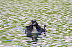 Great Crested Grebes