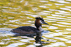 Great Crested Grebe