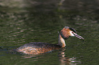 great crested grebe