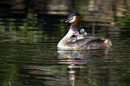 great crested grebe