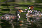 great crested grebe