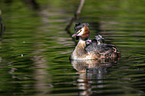 great crested grebe