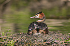 great crested grebe