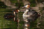 great crested grebe