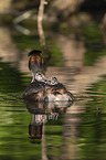 great crested grebe