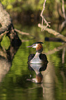 great crested grebe