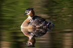 great crested grebe