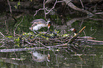 great crested grebes