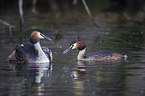 great crested grebe