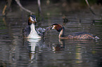 great crested grebe