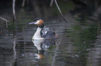 great crested grebe