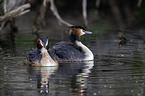 great crested grebess