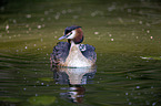 great crested grebe