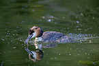 great crested grebe