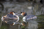 great crested grebe