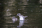 young great crested grebes