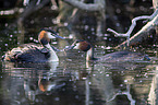 great crested grebe