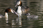 great crested grebe