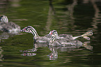 young great crested grebes