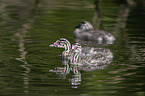 young great crested grebes