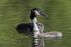 great crested grebe