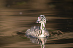 young great crested grebe