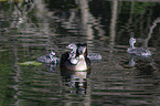 great crested grebe