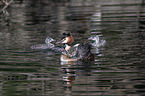 great crested grebe