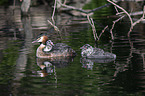 great crested grebe