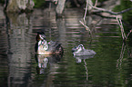 great crested grebe