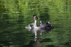 great crested grebe