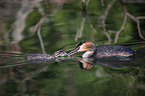 great crested grebe