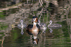 great crested grebe